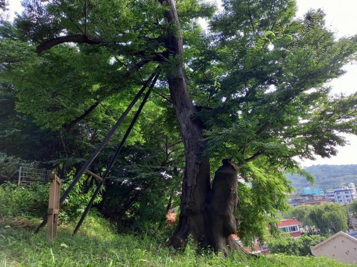 매향중학교 정문 쪽 우측에 작은 언덕에 느티나무가 숨어 있다. 1982년 수원시청에서 보호 지정 당시 370년이 됐다. 