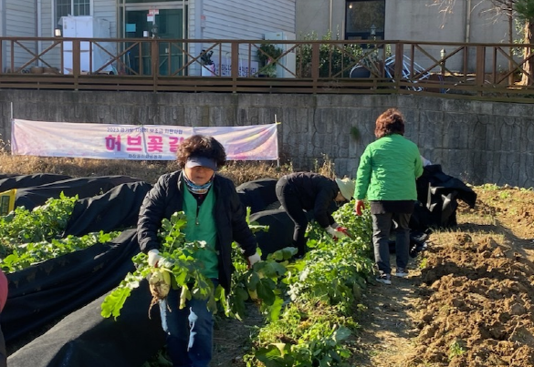 파장동 새마을지도자협의회, 채소 수확