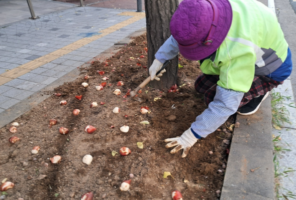 정조로 가로화단에 튤립 구근을 심고있다