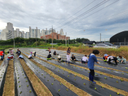 금곡동 통장협의회에서 어려운 이웃을 돕기 위한 배추 를 심기 위해 구슬땀을 흘리고 있다.