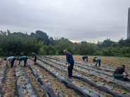 새마을지도자협의회 회원 및 동단체원들이 배추 모종 심기를 하고 있다.