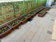 곡반초등학교에 상자텃밭이 조성되어 있다. 