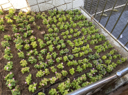 세류1동은 지난 23일 마을리빙랩을 통한 무단투기 상습지역 초화류 식재사업을 완료했다.