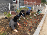 평동 통장협의회에서 손바닥정원에 초화를 식재하고 있다.