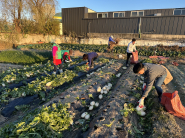 무를 수확하고 있다