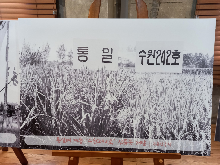 쌀농사가 주류를 이루는 우리나라에서 수원242호는 농가에 단비 같은 종자였다. 