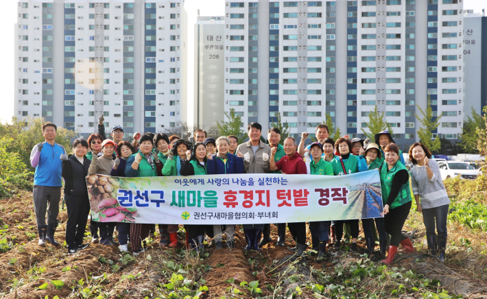 고구마 수확 사진