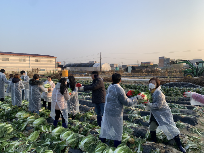 구슬땀을 흘리면서도 즐거운 표정으로 배추를 수확하고 있는 평동 단체원들과 직원들