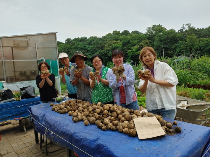 여름에 감자을 수확한 모습(출처 : 마을만들기 협의회)