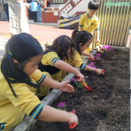 녹산유치원 어린이들이 직접 꽃을 심고있다