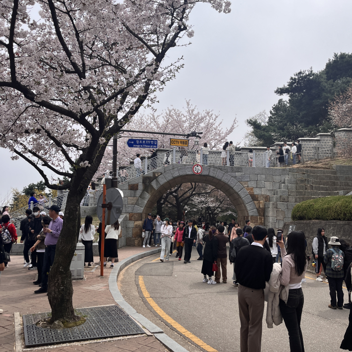 벚꽃이 만개한 4월의 팔달산 자락