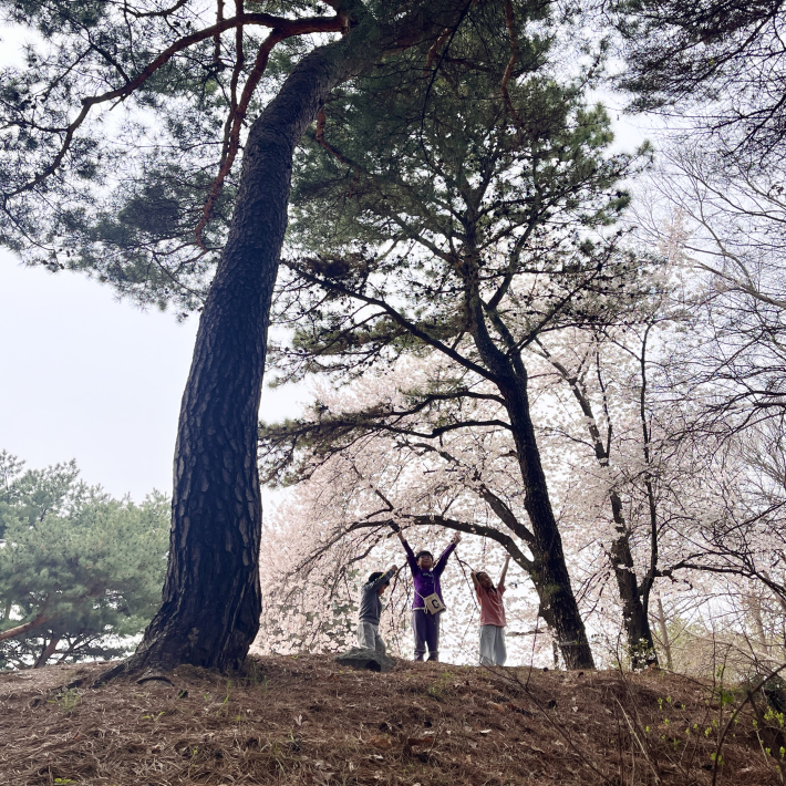 팔달산 정상 서장대 반대편의 '서남암문과 서남포사' 앞 벚꽃풍경