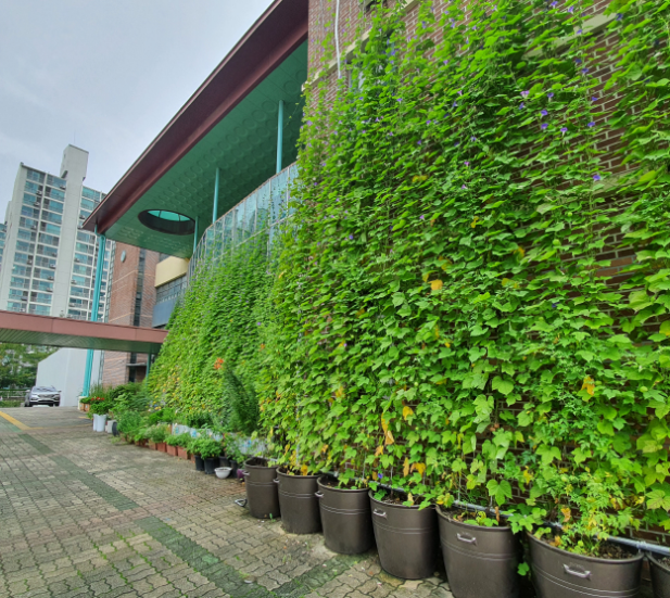 그린커튼(송림초등학교)