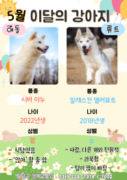 이달의 강아지 포스터(5월)