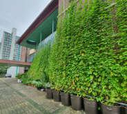 그린커튼(송림초등학교)