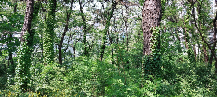정류장 인근 육교를 통해 연결되는 구운공원의 숲