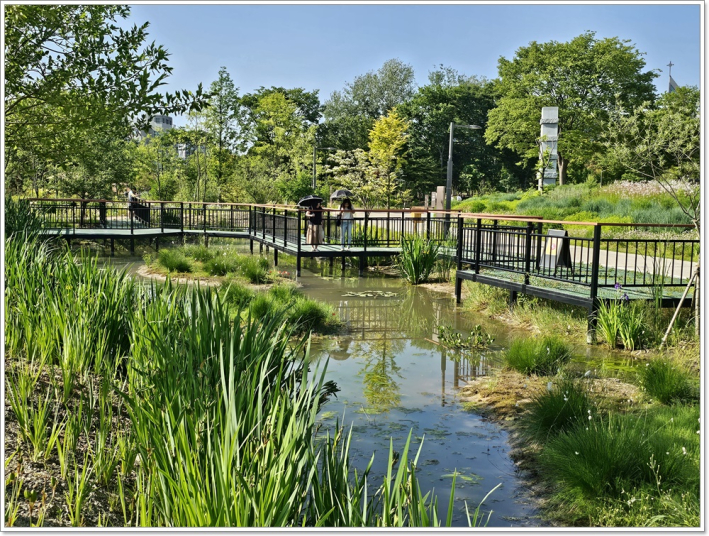 수원일월수목원 연못에는 많은수생식물과 꽃과 나무들이 방문객을 맞는다.