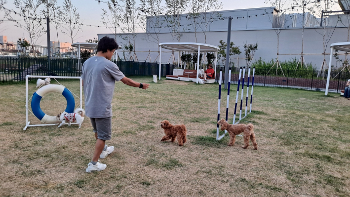 보호자가 반려견과 놀이하는 장면