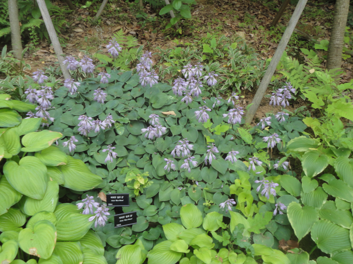 백합과 식물 비비추 블루문 꽃