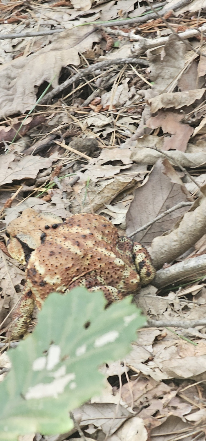 산행중 만난 황금두꺼비