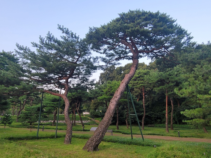 낙락장송의 노송숲, 한 폭의 그림처럼 아름답다.   