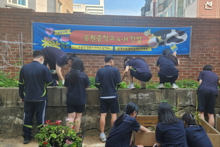 학생들이 4-H 텃밭 가꾸기 과제활동을 하고 있다.