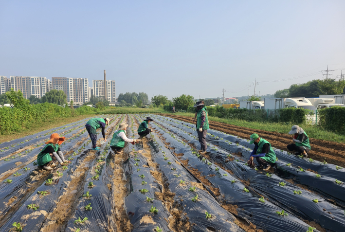 서둔동 새마을지도자협의회·부녀회 '사랑의 배추심기' 봉사 진행