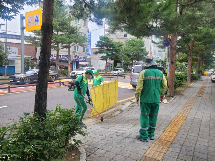 송죽동 환경관리원들이 제초작업을 실시하고 있다.