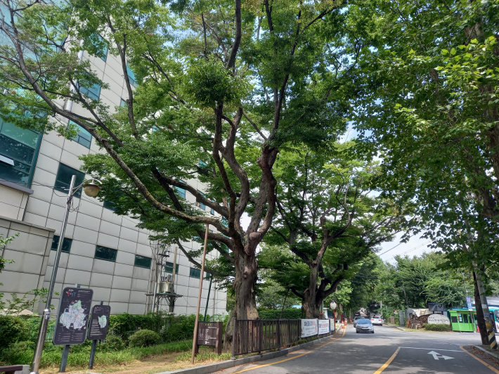 파장동 느티나무. 이 길은 정조대왕에 현륭원 참배 갈 때 길이었다. 느티나무는 정조대왕이 행차 때마다 이곳을 지나는 것을 지켜봤을 것이다. 