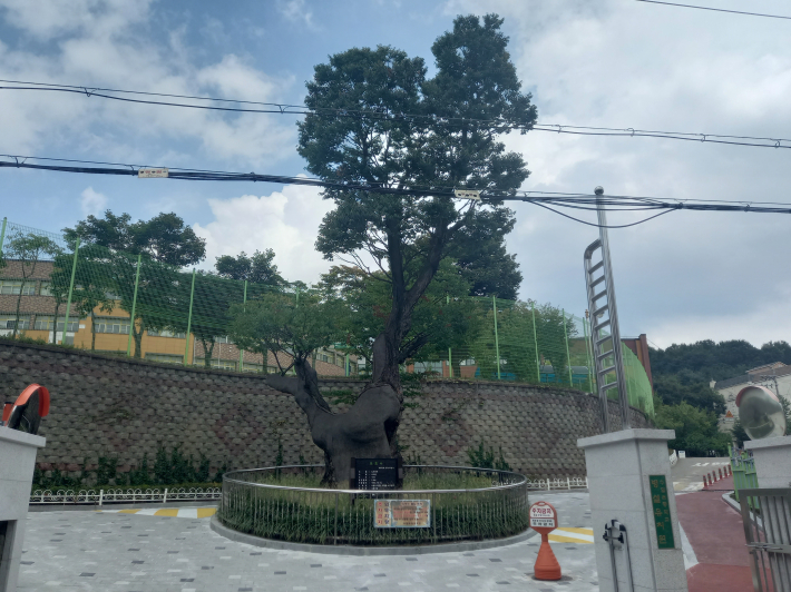 수일초등학교 정문. 초등학교 아이들이 등교하면서 나무를 본다. 가슴속에 품은 꿈을 나무와 나눴을 것이다. 