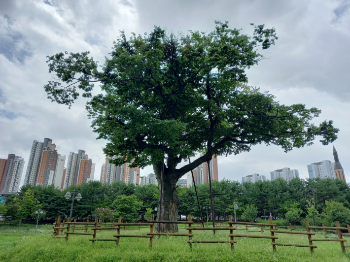 광교 역사공원 느티나무. 광교 개발 전 이의동 중심인 산의실 마을이었다. 근처 능선에 심온 선생 묘역이 있다.   