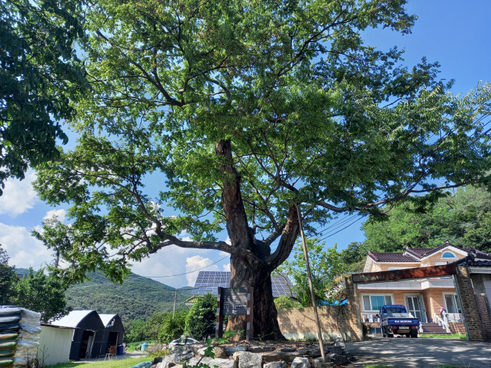 상광교동 느티나무. 산바람에도 휘지 않고 곧게 자랐다. 전체적으로 멋진 모습이 귀족적인 이미지를 풍긴다.