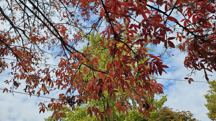 단풍 가로수