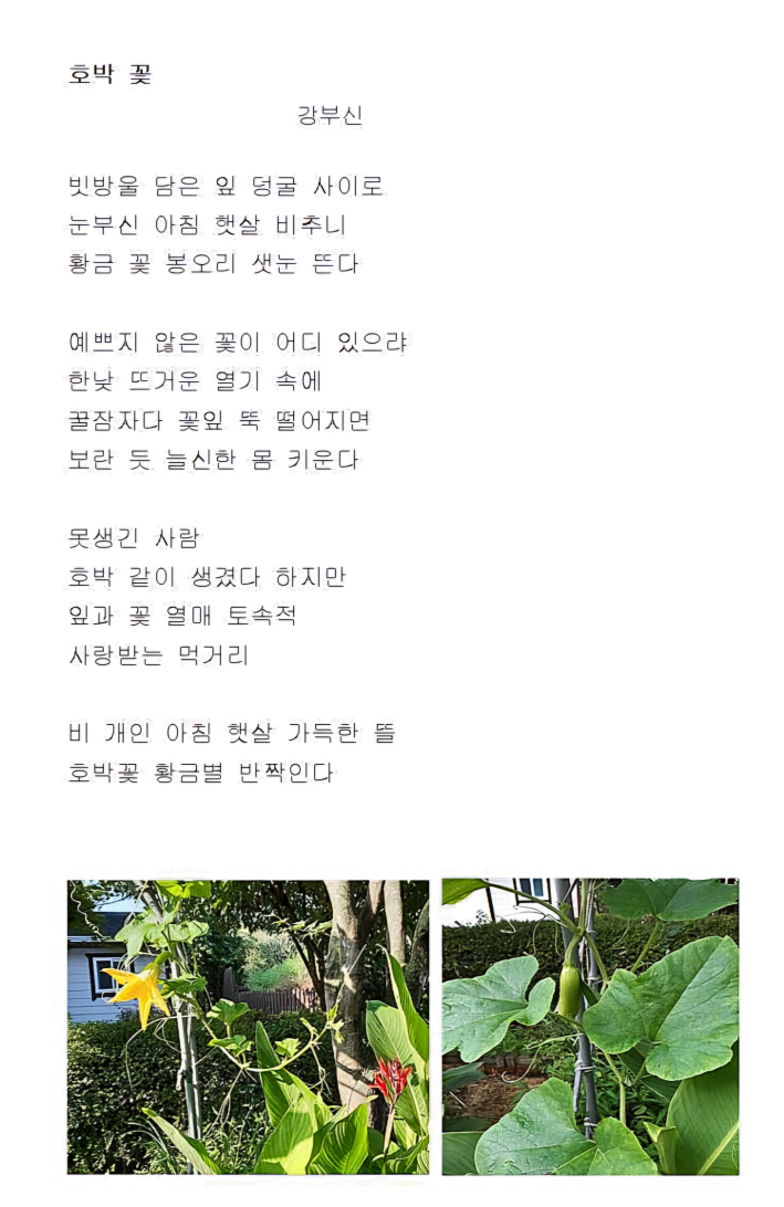 비 개인 아침햇살 가득한 뜰, 황금별로 반짝이는 호박꽃