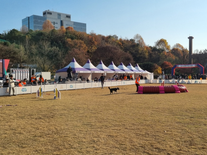 보호자가 반려견을 장애물로 안내하고 있다. 