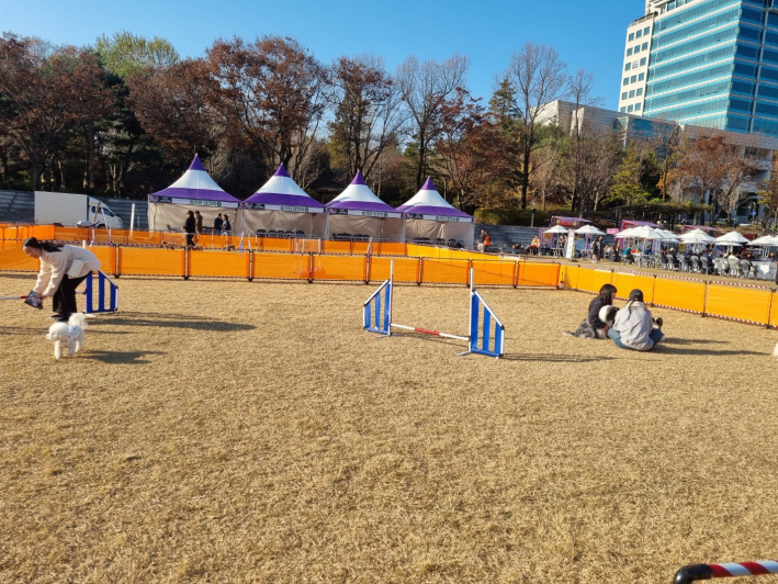 반려견이 보호자의 신호와 관계없는 행동에 난감해 하는 경우도 있다.  