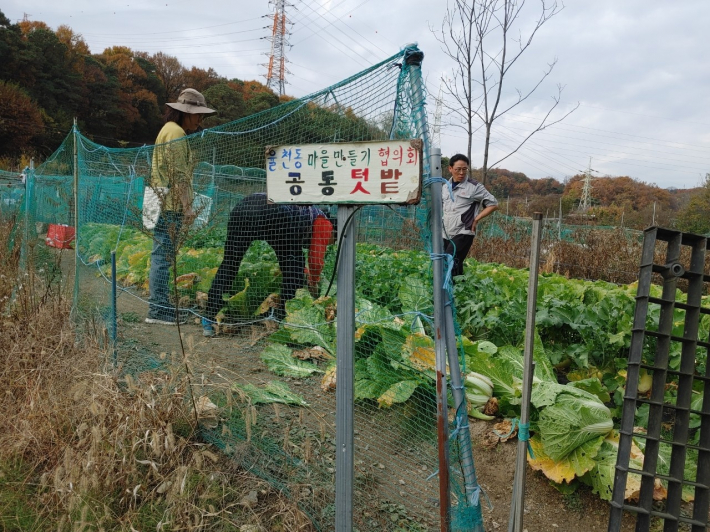 율천동 마을만들기협의회, 공동텃밭 전경(협의회 제공)