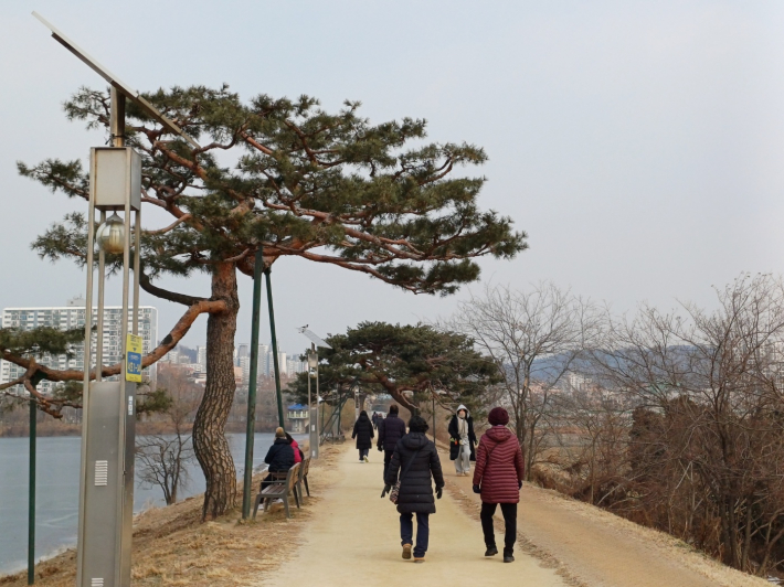 축만제 소나무와 산책길 전경