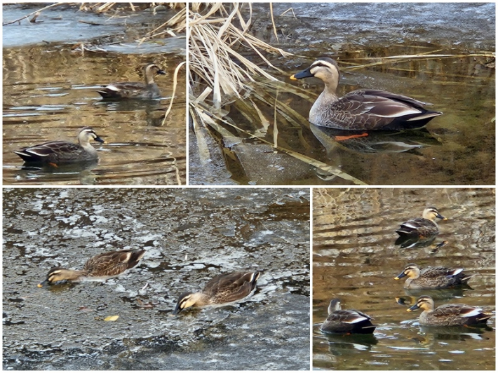 무리 지어 먹이 활동을 하는 청둥오리들