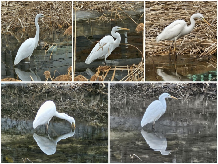 수원천에서 흔하게 볼 수 있는 중백로.