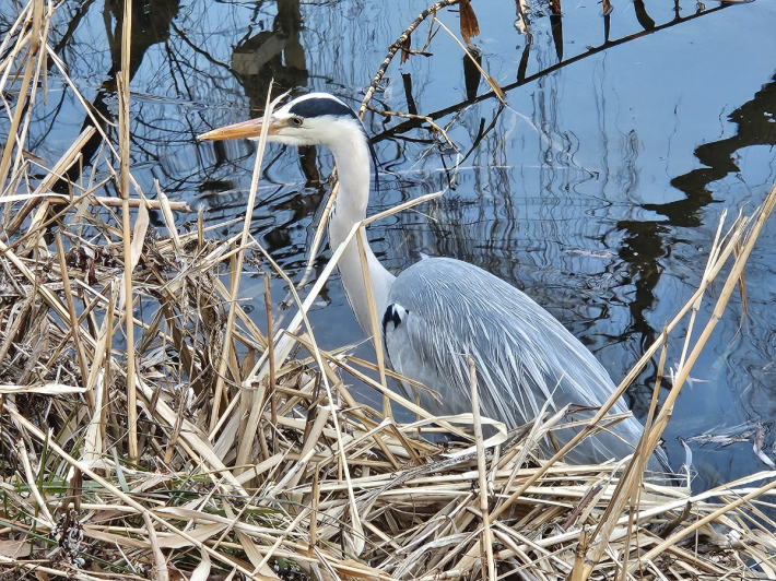 수원천에서 볼 수 있는 왜가리
