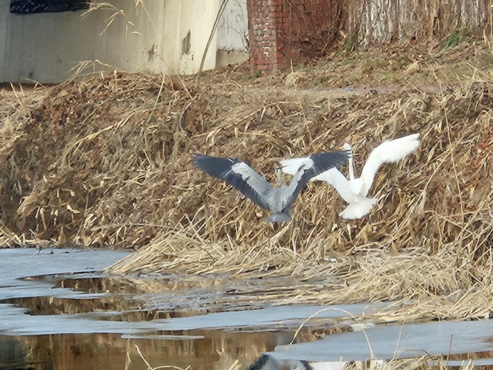 영역 다툼을 벌이고 있는 것으로 보이는 왜가리와 중백로