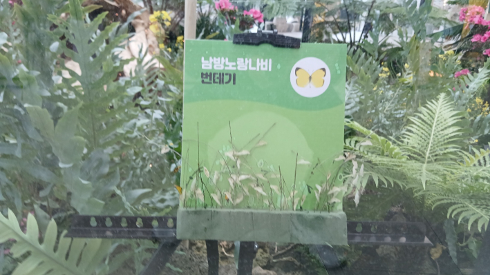 나비의 번데기 서식 장면