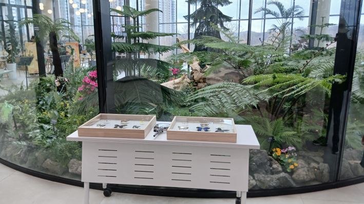 다양한 나비종류의 표본 전시대