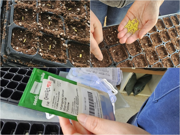 포트 하나하나에 정성스레 메리골드 씨앗을 심고 있다.