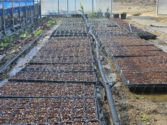 씨앗을 넣은 모종포트에 물을 주는 모습