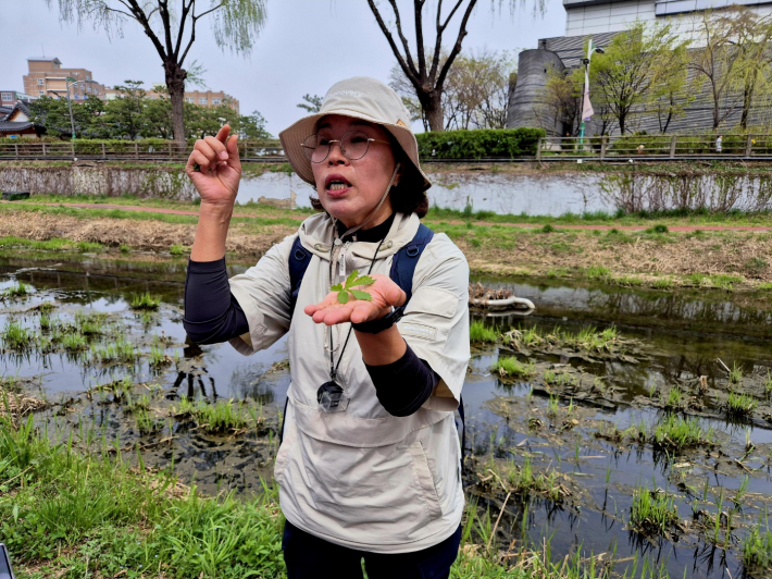 생태교란종 식물