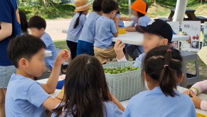매실청을 만들기 위해 매실을 보고 좋아하는 이들...