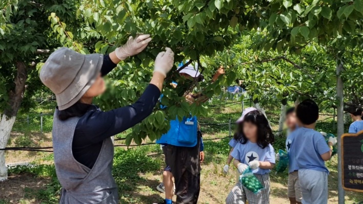 김희숙 강사가 매실 수확을 하고 있다