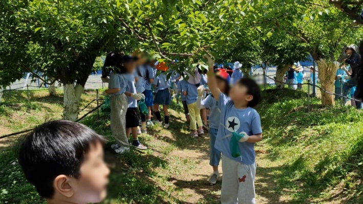 별빛 어린이집 아이들 매실 수확 현장에서